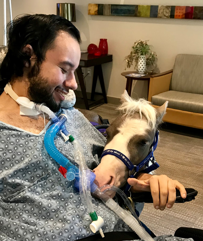miniature horse with man in a wheelchair